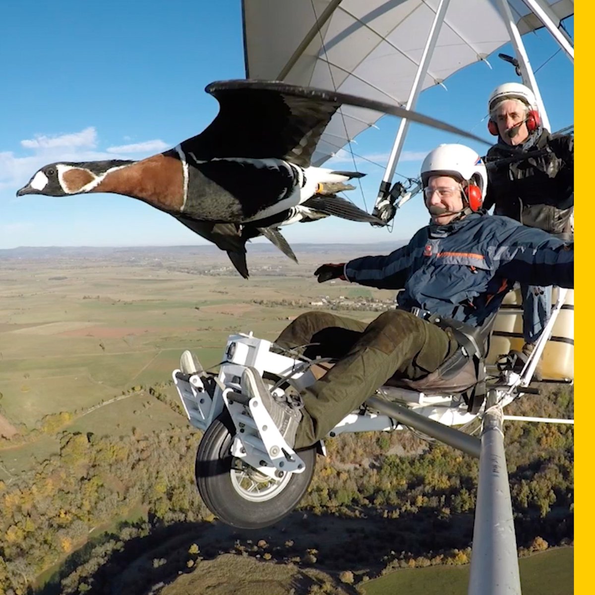 For more than 20 years, Christian Moullec has flown with birds. With his microlight aircraft he guides migrating flocks of vulnerable species and orphaned birds [📹 NatGeo]