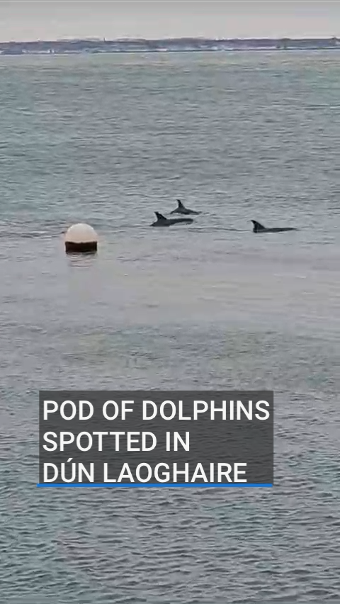 A pod of dolphins have been spotted in Dún Laoghaire Harbour. The spectacle was captured on camera by an Assistant Harbour Master at Dún Laoghaire this morning.