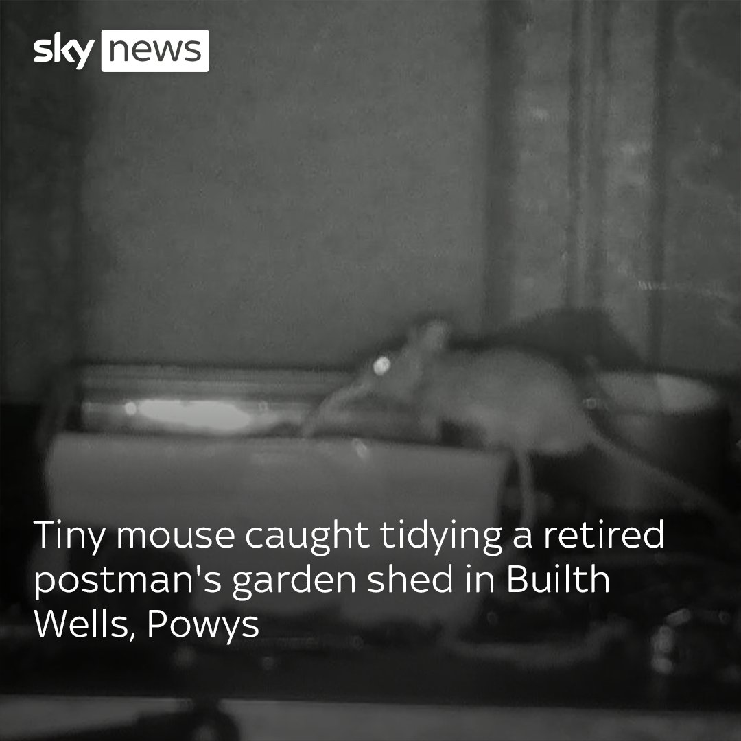 🐭 Rodney Holbrook set up a camera when he noticed his belongings in the garden shed kept moving, only to find out it was a little mouse helping tidy. Full story: