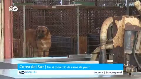 #Corea del Sur prohíbe la cría, matanza, distribución y venta de carne de #perro destinada al consumo humano. La ley, aprobada este martes por el parlamento coreano, marca un hito para los defensores de los derechos de los animales tras décadas de lucha en el país asiático. /jr