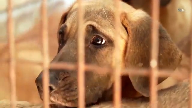 South Korea's parliament passed a bill to ban the eating and selling of dog meat, a move that will end the controversial centuries-old practice amid growing support for animal welfare
