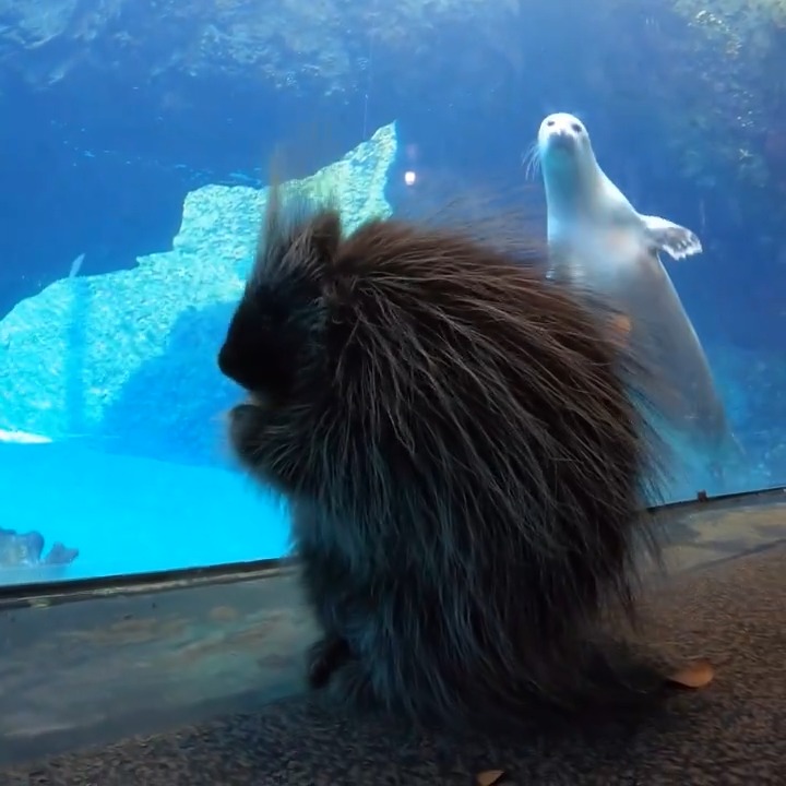 Nettle makes a point of visiting her friends