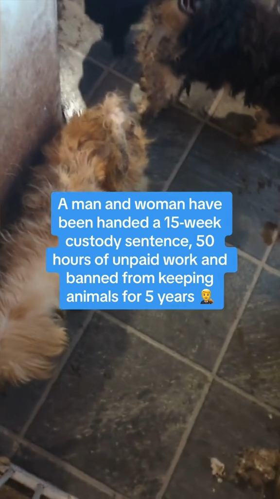 A man and woman from #Carmarthenshire have been handed a suspended custody sentence and banned from keeping animals for 5 years after 48 dogs and a cat were found living in unsuitable conditions 😞 Read the full story 👉