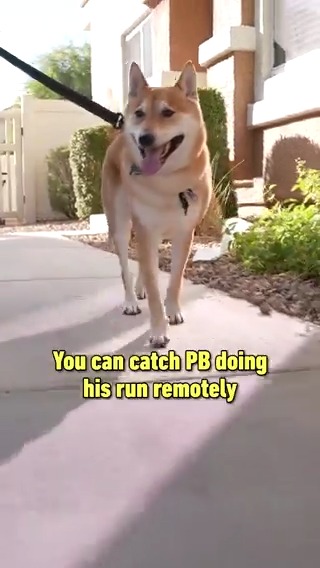 Peanut Butter the dog will speedrun the video game Gyromite at this year’s GDQ after training for 9+ months with his owner JSR_! Read our interview with the World’s First Dog Speedrunner: