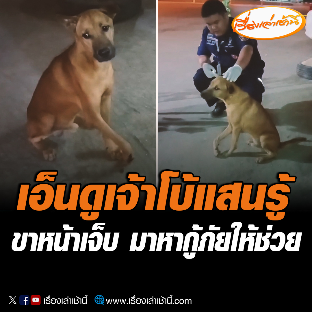 สุนัขหลงทาง ขาหน้าด้านขวาได้รับบาดเจ็บ เดินกะเผลก 3 ขา มาหากู้ภัยวังเหนือ ช่วยทำแผล เจ้าหน้าที่สุดทึ่ง สุนัขรู้ได้ยังไงว่าที่นี่คือจุดปฐมพยาบาล #เรื่องเล่าเช้านี้ #ข่าวภูมิภาค #สุนัข
