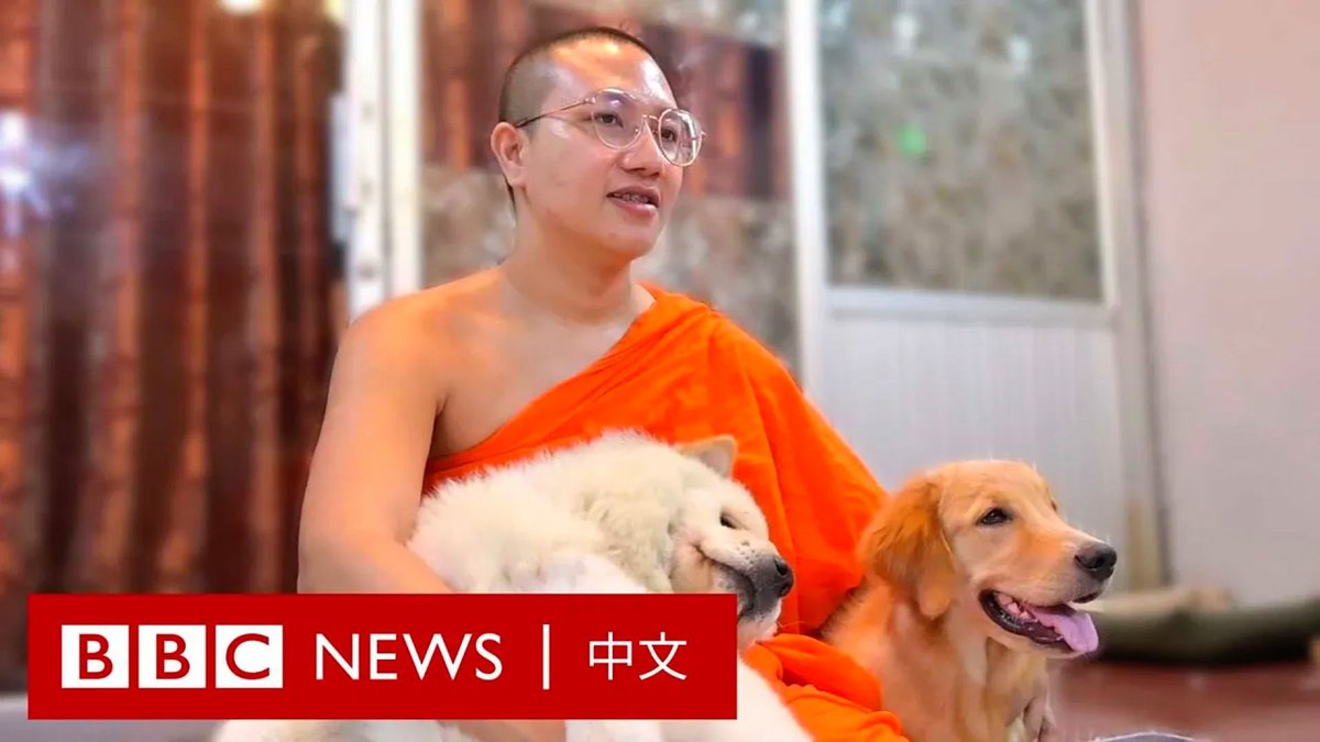 自新冠疫情封锁结束以来,泰国的一位僧侣一直在照顾被遗弃在寺庙里的猫狗。它们中的许多来自疫情后关闭的宠物繁育店铺,还有一些则是因为主人无力继续饲养而被遗弃。