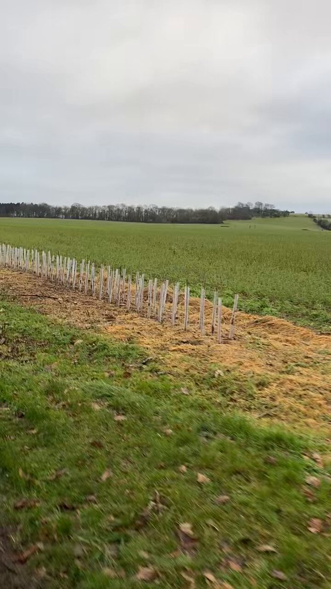The recently planted longest single run of new #hedging on the farm; over 850 metres! Many thanks to UK taxpayers for their contribution without which it wouldn’t be here. Will try to get it to establish well.