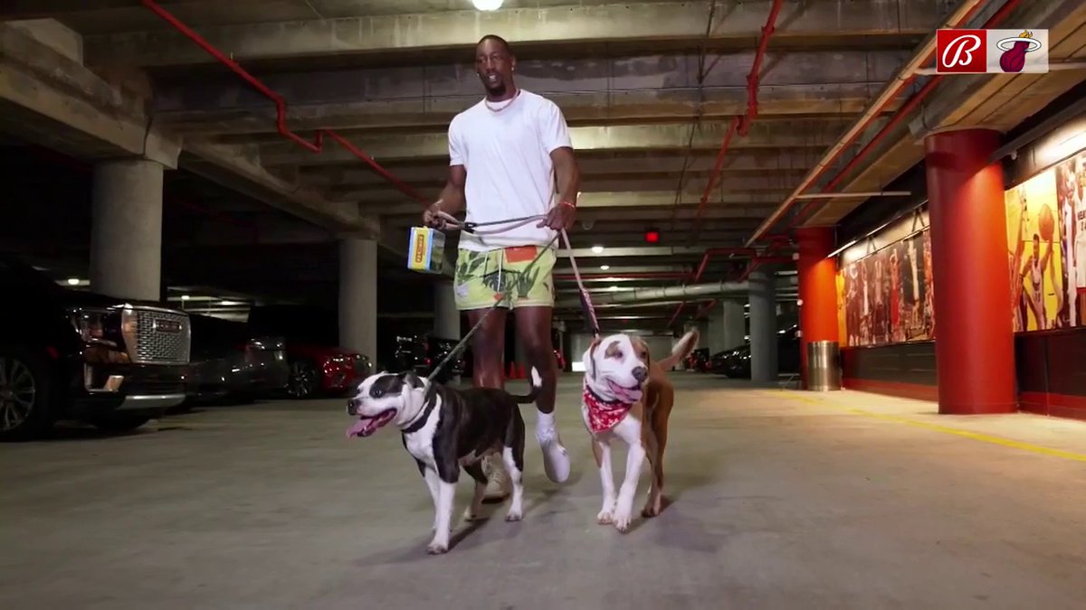 A whole lotta dawgs 🐶 Miami-Dade County Animal Services