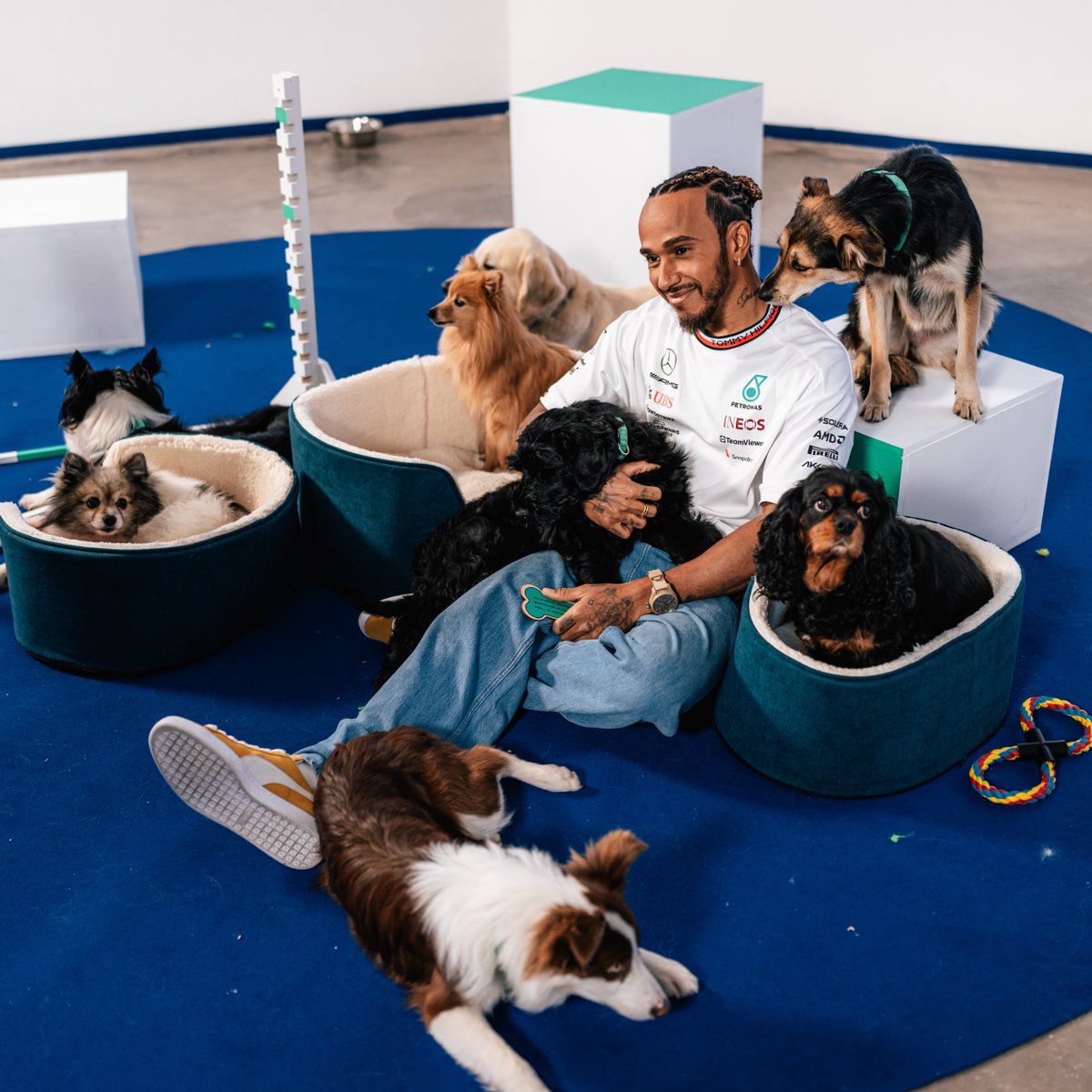 Everyone knows Lewis loves dogs 🐾 Watch as he answers fan questions with the help of some incredible puppies with heartwarming stories. 👇