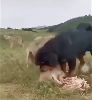 Tibetan Mastiff Overpowers Wolf Pack... Does anyone have any experience with these dogs? I have a 13 month old and we are looking into a dog to protect the home and the child. 🤔👀 🔉
