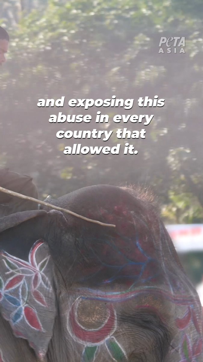 PETA investigation leads to the cancellation of Nepal's abusive elephant polo.