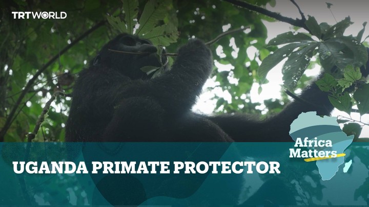 Uganda is home to more than half of the world's mountain gorillas. The primates are currently endangered, but things have improved, in so small part due to the incredible efforts of a doctor Watch the full show: