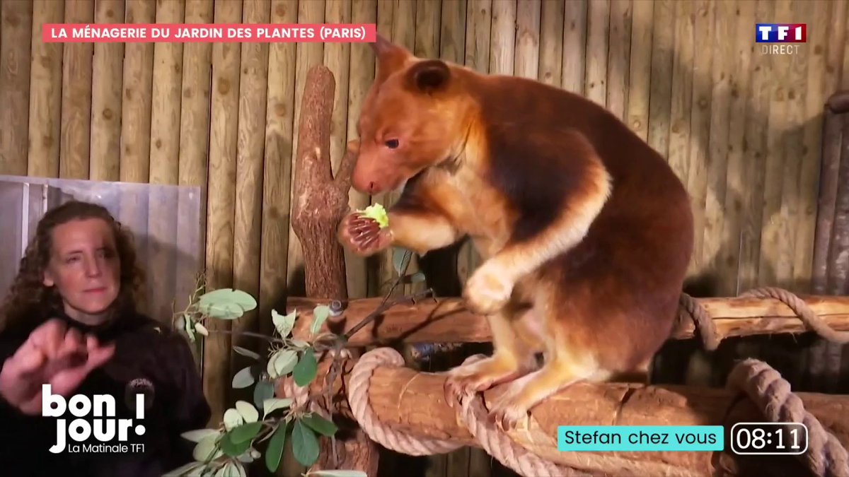 🦘 C'est l'heure du réveil et du petit-déj pour Saleb, kangourou arboricole, Stefan Etcheverry est en direct depuis la Ménagerie du Jardin des plantes #BonjourLaMatinaleTF1
