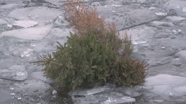 VIDEO: Every year, dozens of discarded Christmas trees are thrown into Stockholm's icy waters, which provide a welcome habitat for marine wildlife once sunk to the bottom.