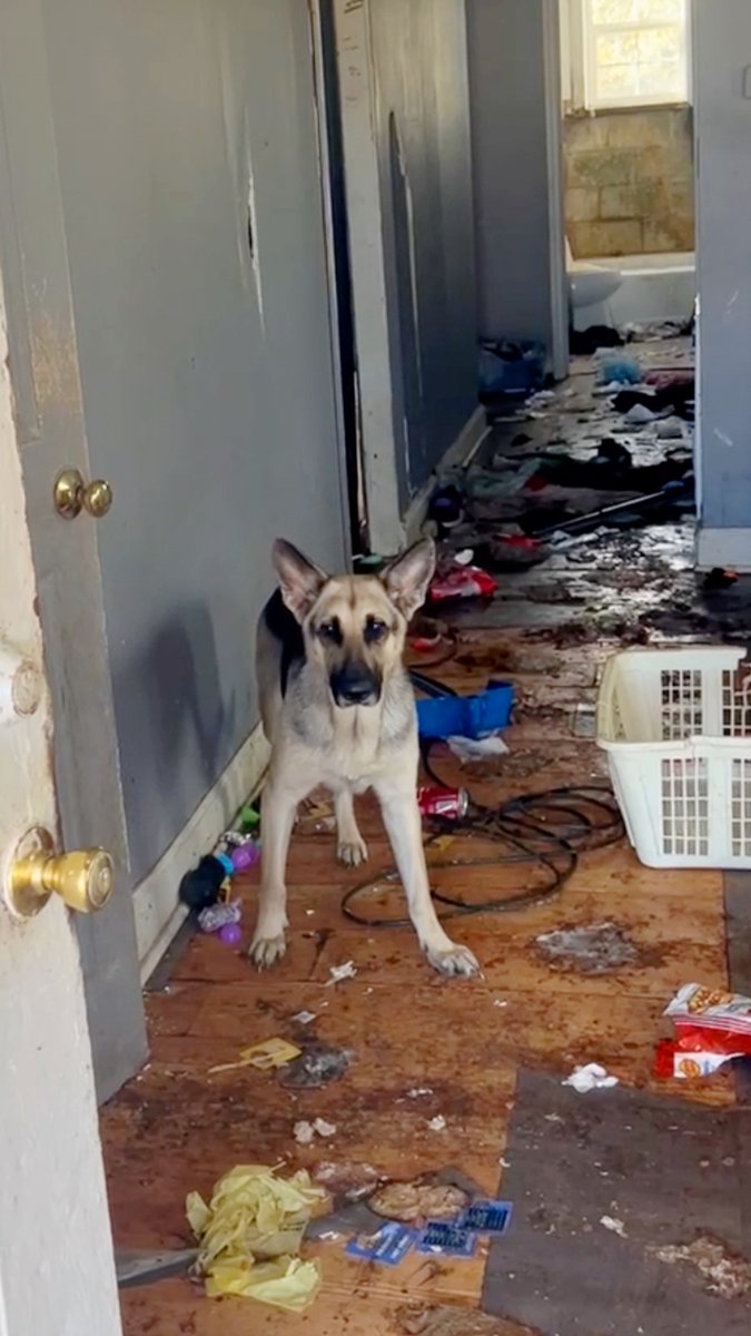 Two German shepherds abandoned in a house for weeks celebrate their first Christmas together ❤️