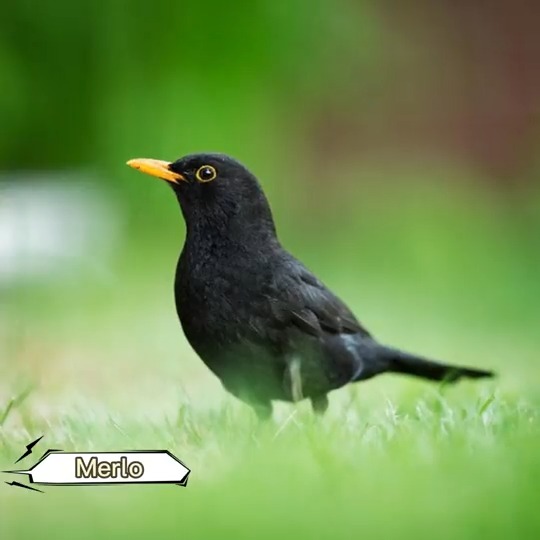 Found in woods, parks, gardens &amp; farmland hedges, the merlo brightens many a neighborhood with its cute trilling 🎵 Can you guess what this bird is commonly known as? (The clue's in the color of its feathers 😉) #TECH4ALL #Tech4Nature