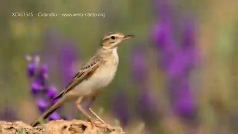 Known for his harsh 'tschlip' call, this large &amp; slim forager loves pastures and fields. Ambassador for the WWFItaly Monte Sant'Elia Oasis, #NatureGuardian's are protecting his habitat &amp; local biodiversity. RT to show the calandro some ❤️! #Tech4Nature