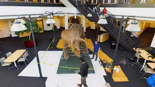 This week, a new horned animal moved in at the CU Boulder campus. No, not a buffalo, but a full-sized skeletal reconstruction of a Triceratops dinosaur! Learn more about this full-scale Triceratops skeletal reconstruction and how you can see it for free ➡️