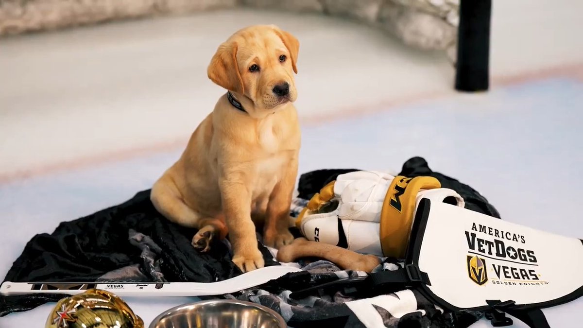 Hi, I'm Maverick and my journey with the Golden Knights has just begun. I can't wait to get to know you all and be friends! 🥰 #VGKPup 🐾