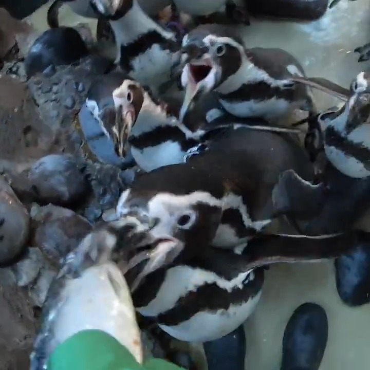 pov you're a tasty penguin snack