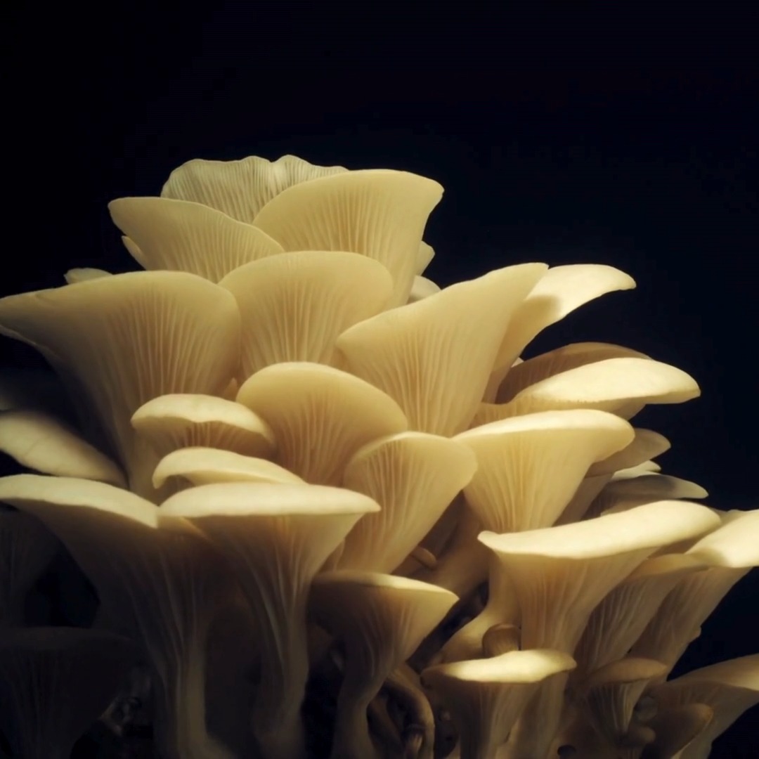 Did you know that oyster mushrooms are carnivorous?! 👀 They consume a species of tiny worms (known as nematodes) and bacteria – as well as rotting wood. What’s your favourite fun fact about our planet?