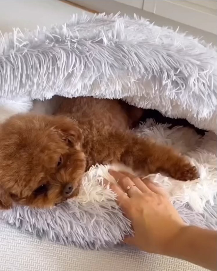 Discover the ultimate in pet pampering! Our Pet Bed offers a cozy retreat your pets will adore. This premium product features an adorable &amp; robust design that blends seamlessly into any home decor. Wait no more to offer luxe comfort to your fur-babies. 👉