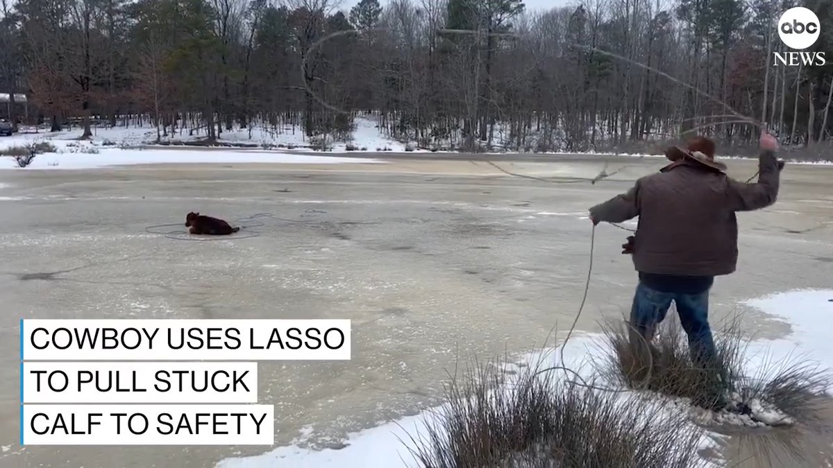 When a calf became stranded in the middle of a frozen Arkansas pond, a farmer knew just who to call — local neighborhood cowboy Max Bishop. With a few throws of his lasso, Bishop was able to pull the calf to safety.
