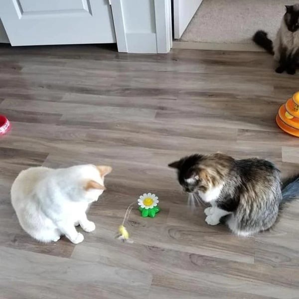 😽😍This electric hummingbird cat toy can be stationary or handheld. Help your cat stay happy when home alone. ❤️ 🛒Get yours👉