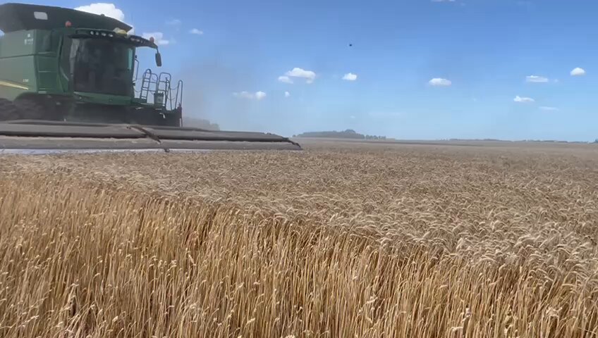 Cabezal Stripper vs Draper ¿Mejora la implantación de soja sobre rastrojo de trigo al evitar la cola de la cosechadora? ¿Cuánto rastrojo queda en el surco de siembra? En MecaTech Agroconsultora queremos dar respuesta a esto y + por eso estamos realizando evaluaciones junto a G-FAS.
