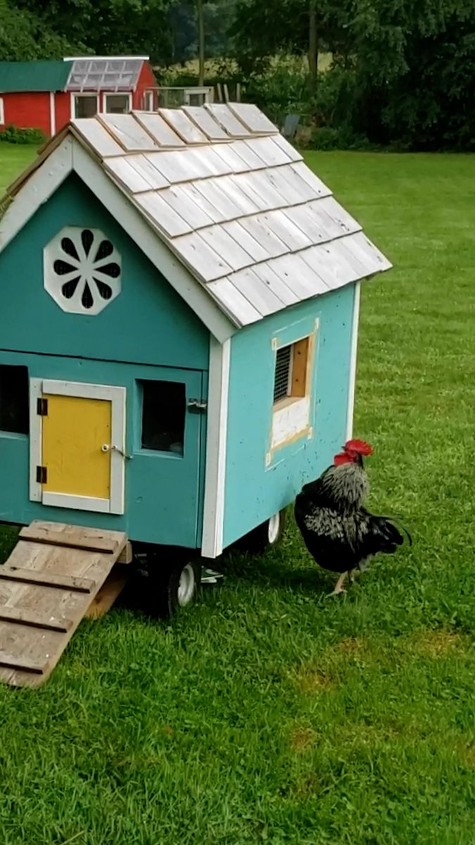 Rooster wakes his mom up in bed every morning so he can get out to see his wife ❤️