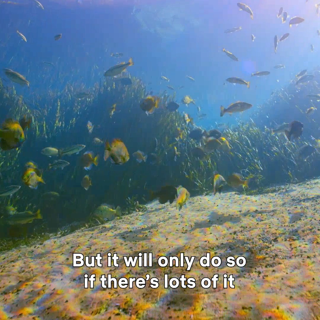 You’ve heard the word ‘biodiversity’ but do you know what it means for us and the planet? 🌎 Sir #DavidAttenborough explains why #biodiversity is crucial for all life on Earth. #ShareOurPlanet