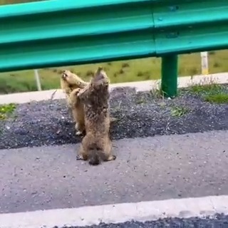 How marmots settle disputes