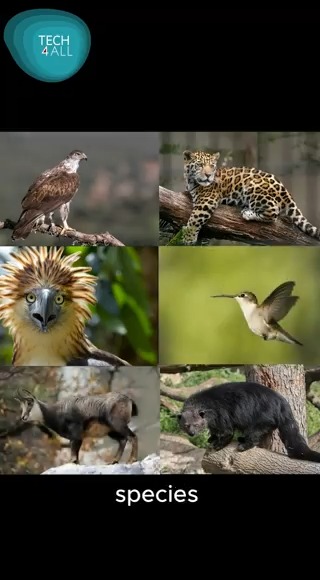 🌳🔍 Explore #Arbimon: How is it revolutionizing our understanding of ecosystems &amp; endangered species? Rainforest Connection CTO Antony Harfield reveals this innovative tech's impact. Learn more: 🐾🌍 #TECH4ALL #Tech4Nature