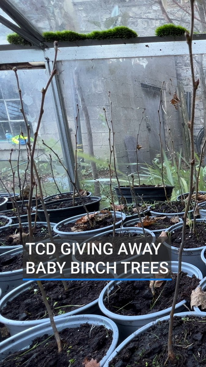 Trinity College Dublin is giving away more than 100 baby birch trees that it “accidentally” grew last year. The seedlings appeared after the university stopped cutting its manicured lawns last year 🌱 🌳