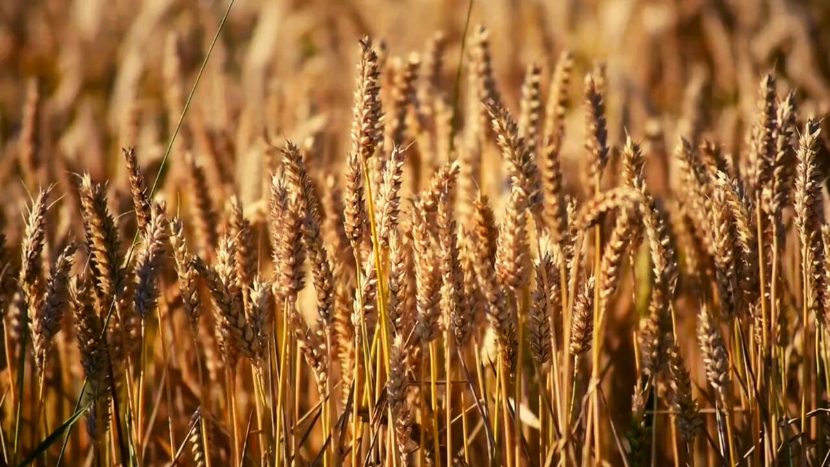 « On a un modèle qui est profondément inégalitaire. 80% des aides de la PAC vont vers 20% des #agriculteurs les plus importants. Plus vous produisez, plus vous avez d'hectares, plus vous avez d'aides. Dans notre monde instable, ce piège tendu entraîne un cannibalisme agricole. Les petits disparaissent, 27 fermes disparaissent chaque jour ! » Public Sénat