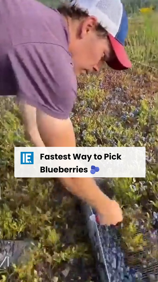 Simple yet effective method of harvesting blueberries using a handheld tool.