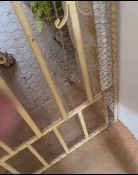 DENÚNCIA DE RACISMO: vizinho, completamente alterado, tentou agredir uma mulher negra e a chamou de MACACA, PRETA e ENCARDIDA. Mesmo com a filhinha pequena da moça chorando, ele não recuou e insistiu no ataque. Vamos compartilhar e identificar esse cidadão.