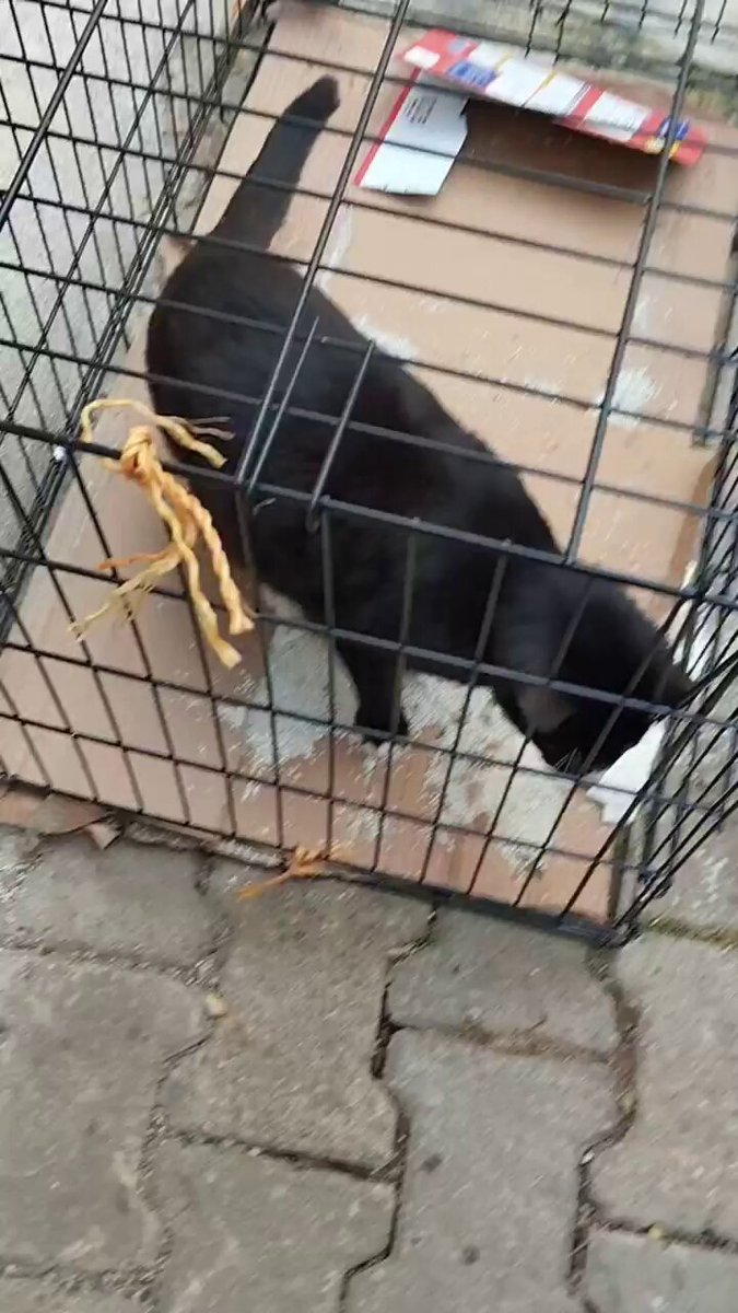 11 aydır kafeste yaşıyor bu çocuk Suçu ne iki gözünüzde kör olmasi mi 😭😭 Ne olur yuva