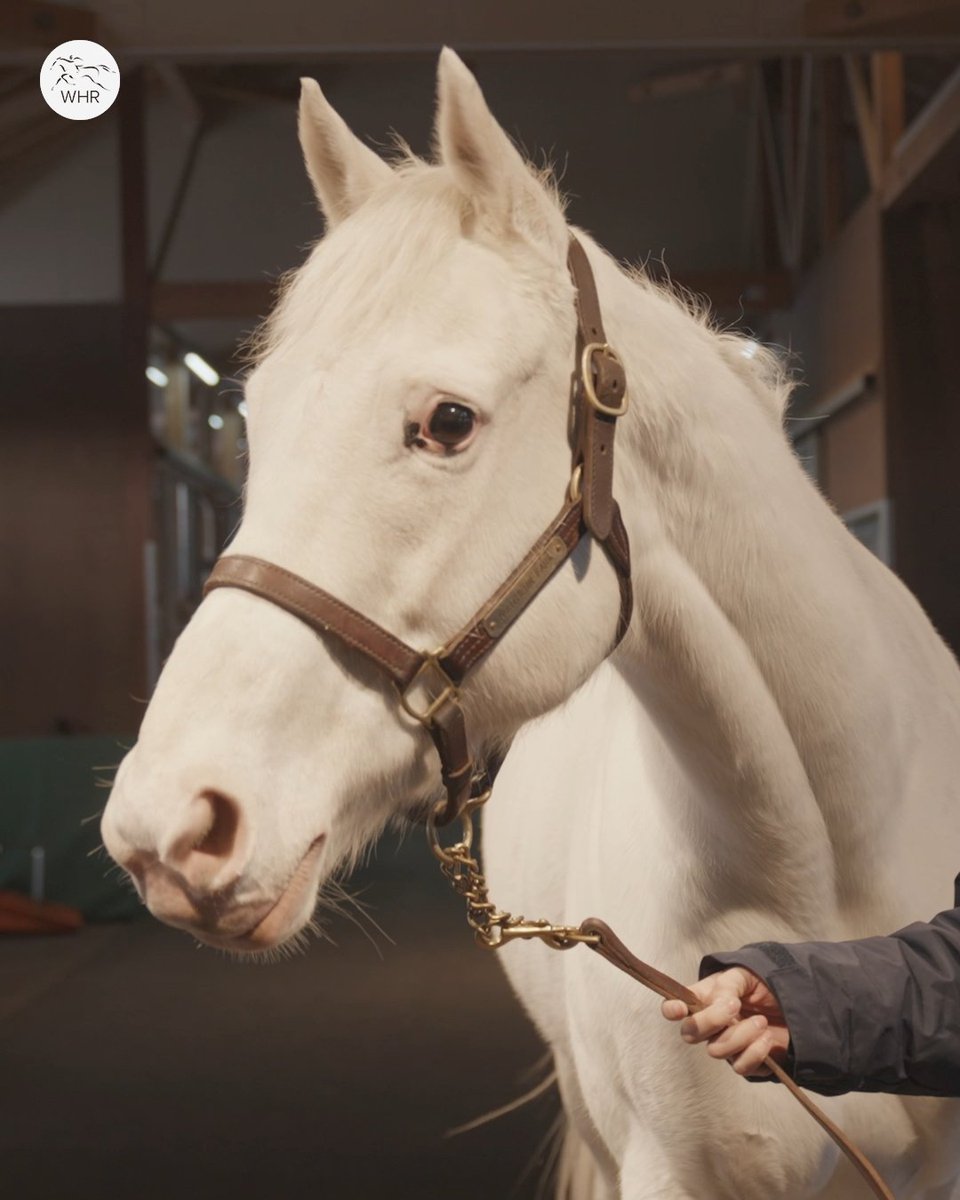 The most beautiful horse in the world? 🥰 We visited white wonder SODASHI at Northern Farm, where the multiple G1 winner will be served for the first time in the coming weeks! 🦄 ノーザンホースパーク | #ソダシ | #ノーザンファーム | #競馬