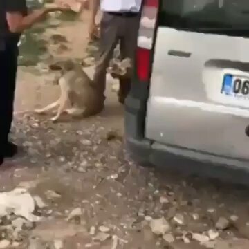 Köpek, EŞ(Ş)EK gibi anıran itperestin yüzünden ezilmiş. Nefret ediyorum şu şeytan itperestlerden.