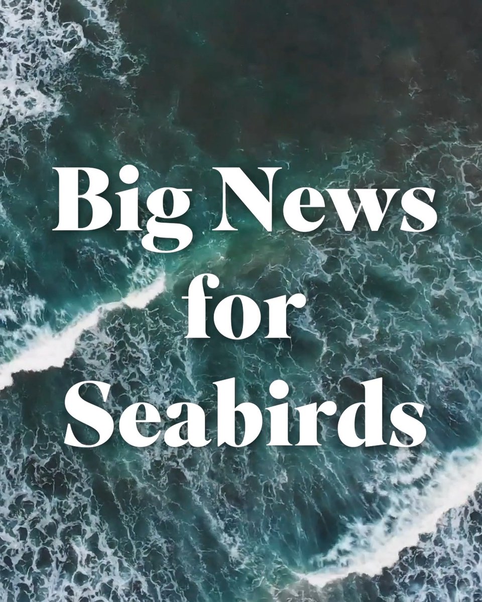 HUGE NEWS: After 25 years of tireless campaigning, we're thrilled to announce the closure of industrial sandeel fishing in the English North Sea! 🎉 This is a big win for seabirds like Puffins &amp; Kittiwakes. Thank you to all our supporters who made their voices heard 💙