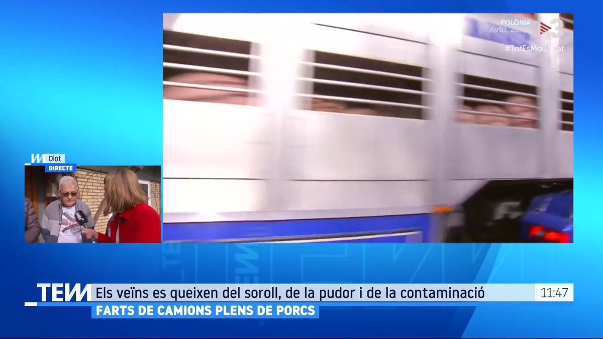 Farts de camions plens de porcs. Els veïns es queixen que cada dia passen un miler de camions per l'avinguda Sant Jordi d'Olot #TotEsMou3Cat