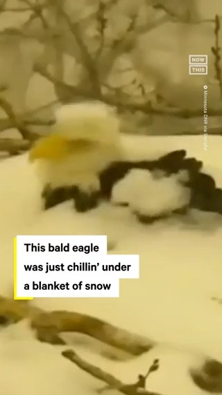 A bald eagle in Minnesota was captured on camera covered in snow. 'The snow will provide insulation for the eggs as they incubate,' the state's Dept of Natural Resources said. 'The eggs are now nestled further down in the soft fur, feathers, leaves, &amp; grasses.'