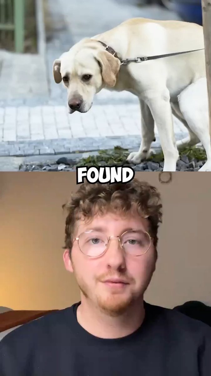 Here's the real reason dogs turn in circles before they poop