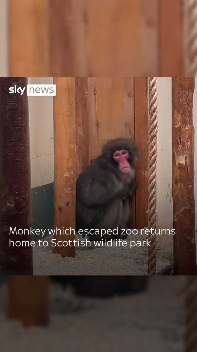 🐒 Honshu, the Japanese macaque, went on the run on Sunday and was found eating from a birdfeeder in a member of the public’s garden 🔗