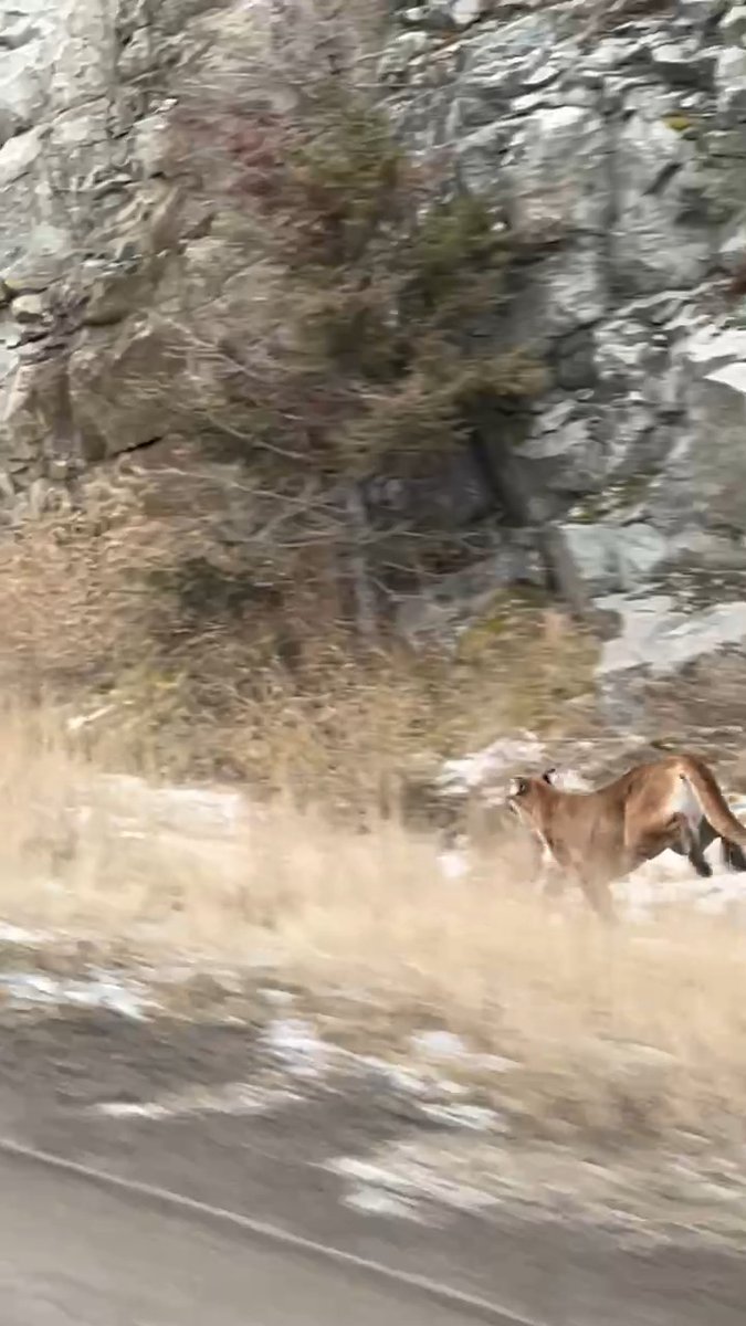 MOUNTAIN LION RUNNING ON HOMESTAKE PASS OUTSIDE BUTTE: Thanks to Sophia Ritachka for sending this video she captured of a mountain lion running on Homestake Pass outside Butte. Share Your Photos and Videos: