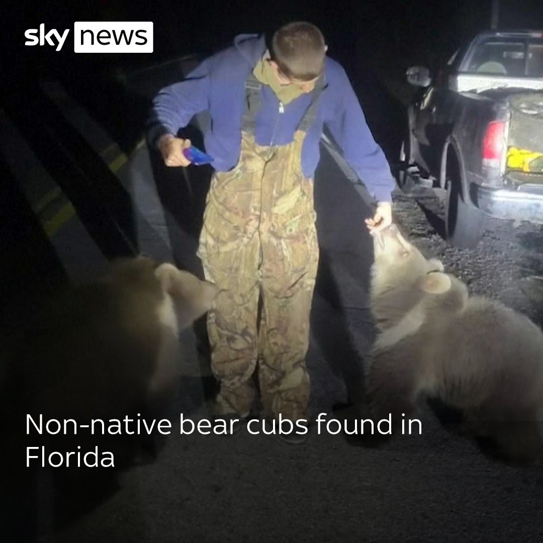 Two bear cubs native to Alaska were found wandering roads in Florida. Watch more videos: