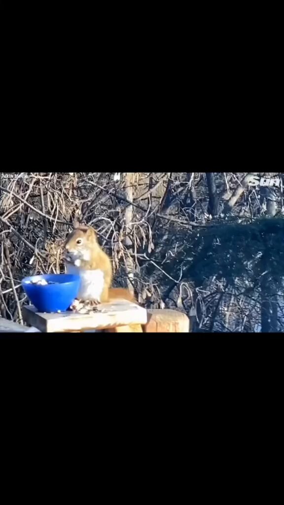 Wildlife eating fermented foods in the wild will occasionally feel the same effects as humans do when drinking alcohol. 🥴 This squirrel was spotted eating fermented pears 🐿️🍐