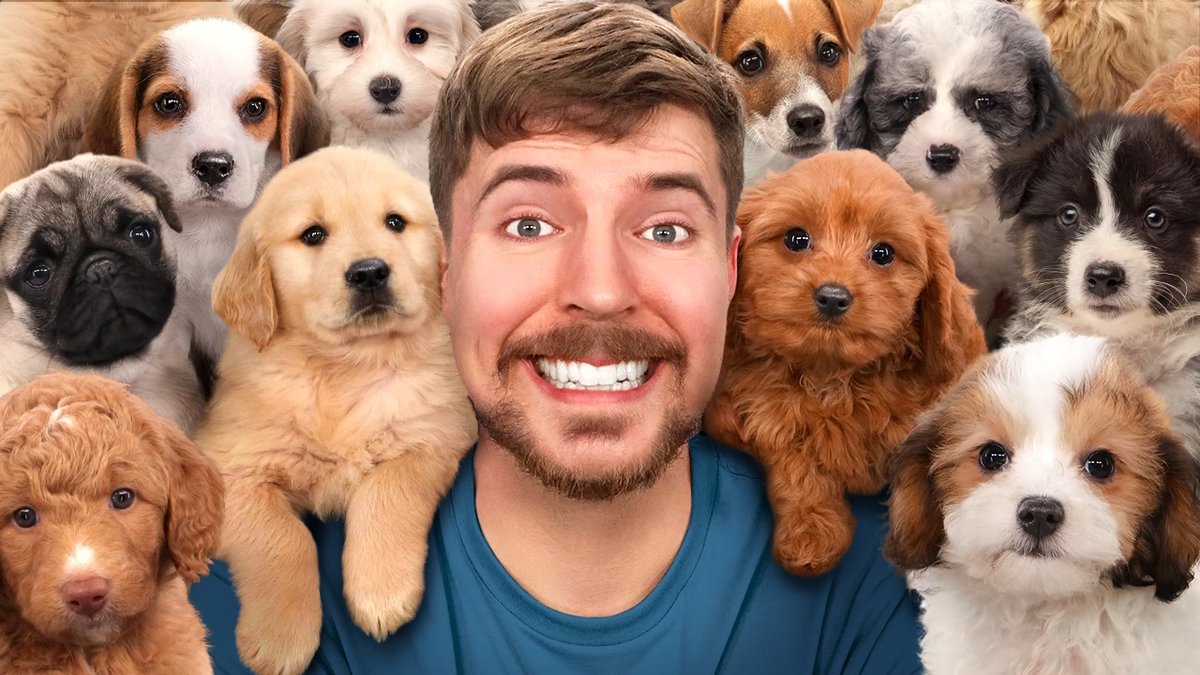 We found 100 stranded/abandoned dogs and spent over $1,000,000 to find them loving homes! This is one of my favorite videos so I hope you consider adopting a dog :)