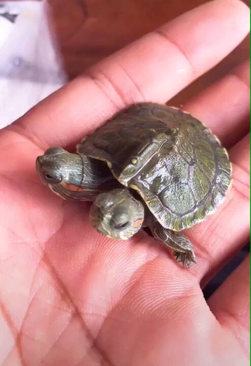 This two headed turtle